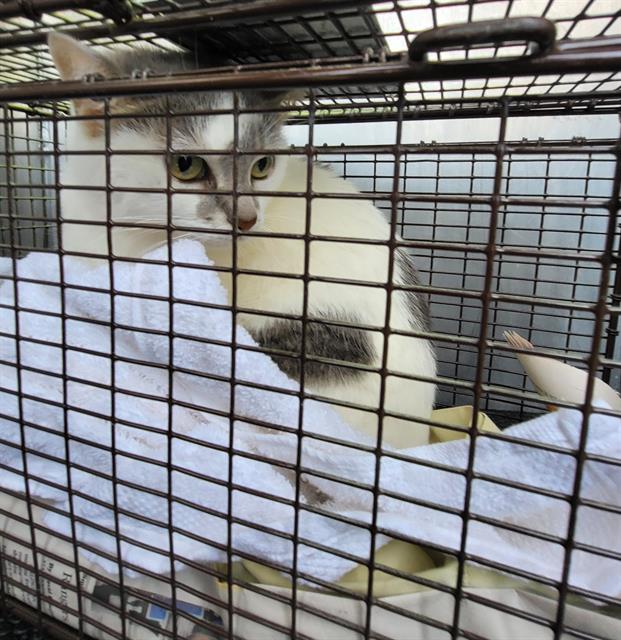adoptable Cat in San Antonio, TX named BABY