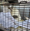 adoptable Cat in  named BABY