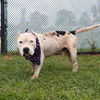 adoptable Dog in  named KINGSTON