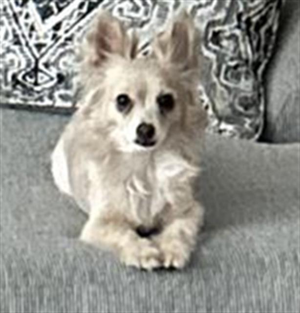 adoptable Dog in San Antonio, TX named LILAH