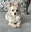 adoptable Dog in  named LILAH