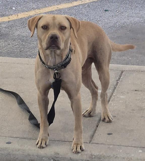 adoptable Dog in San Antonio, TX named MARLEY