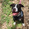 adoptable Dog in  named APOLLO