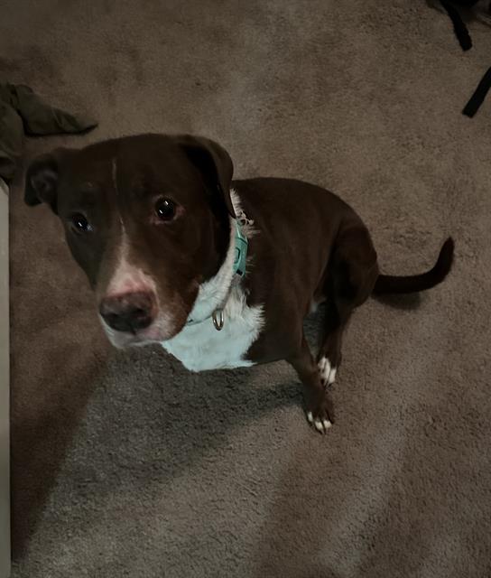 adoptable Dog in San Antonio, TX named XENA