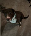 adoptable Dog in  named XENA