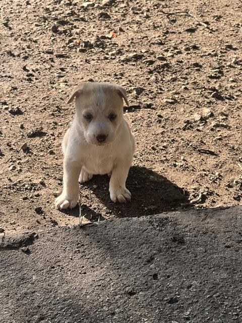 adoptable Dog in San Antonio, TX named PUP1