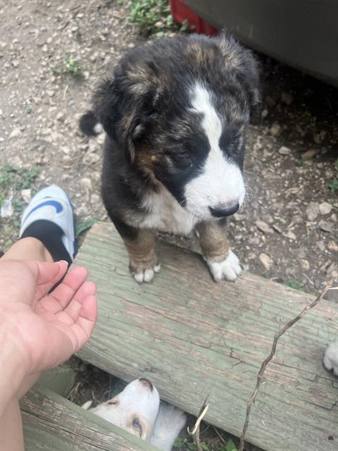 adoptable Dog in San Antonio, TX named PUP2