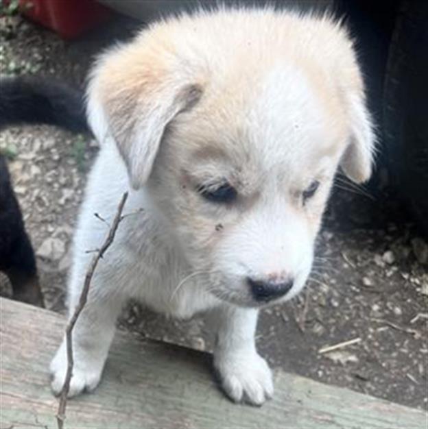 adoptable Dog in San Antonio, TX named PUP3