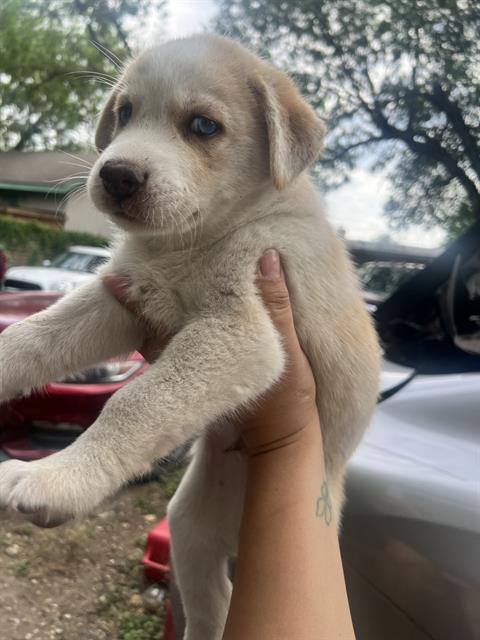 adoptable Dog in San Antonio, TX named PUP4