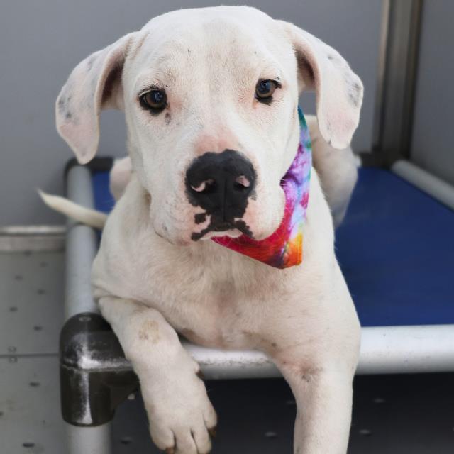 adoptable Dog in San Antonio, TX named GEORGINA