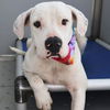 adoptable Dog in  named GEORGINA