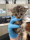 adoptable Cat in San Antonio, TX named PEEP