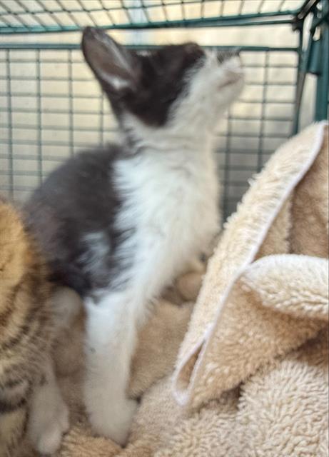 adoptable Cat in San Antonio, TX named NINA