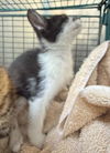 adoptable Cat in San Antonio, TX named NINA