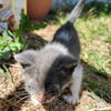adoptable Cat in San Antonio, TX named DAISY