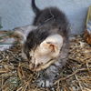 adoptable Cat in San Antonio, TX named WILLOW