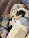 adoptable Cat in san antonio, TX named A756277