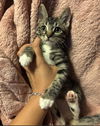 adoptable Cat in San Antonio, TX named PEANUT