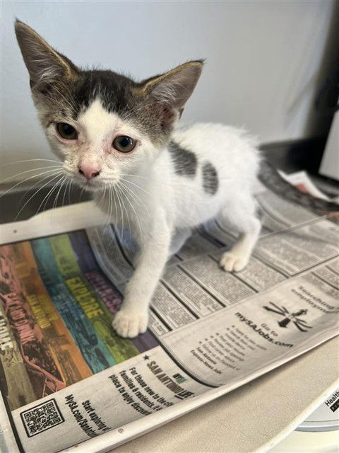 adoptable Cat in San Antonio, TX named RAY