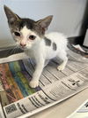 adoptable Cat in San Antonio, TX named RAY