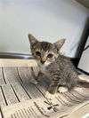 adoptable Cat in San Antonio, TX named CHRISTI