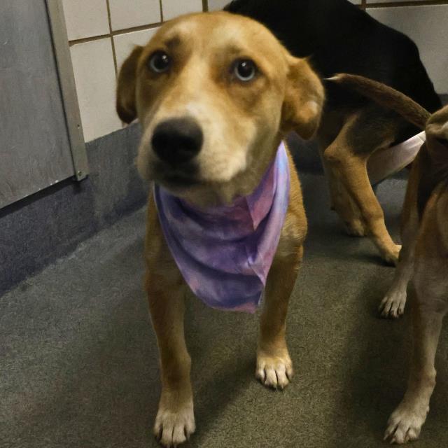 adoptable Dog in San Antonio, TX named CINDY
