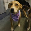 adoptable Dog in  named CINDY