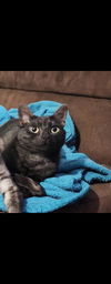 adoptable Cat in San Antonio, TX named TOOTSIE