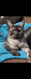 adoptable Cat in San Antonio, TX named DOLLY