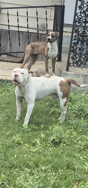 adoptable Dog in San Antonio, TX named WERO