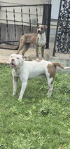 adoptable Dog in  named WERO