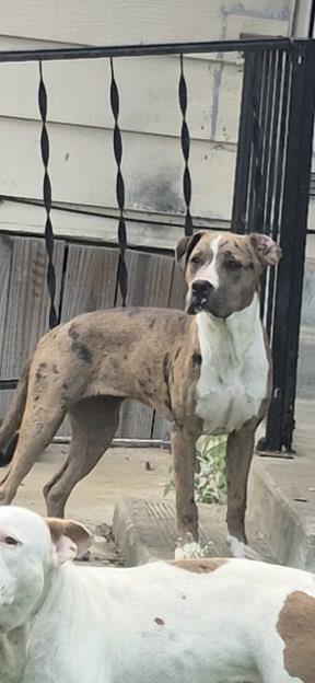 adoptable Dog in San Antonio, TX named SHAYLA