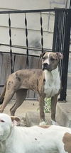 adoptable Dog in  named SHAYLA