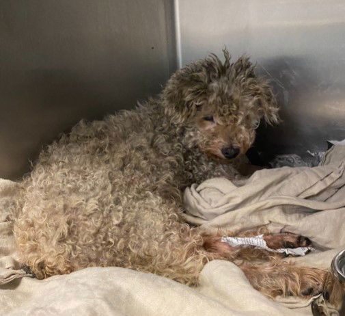 adoptable Dog in San Antonio, TX named JUDAS