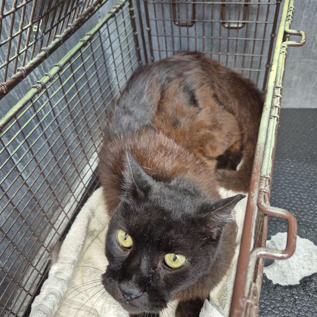 adoptable Cat in San Antonio, TX named BALERIAN