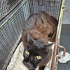 adoptable Cat in San Antonio, TX named BALERIAN