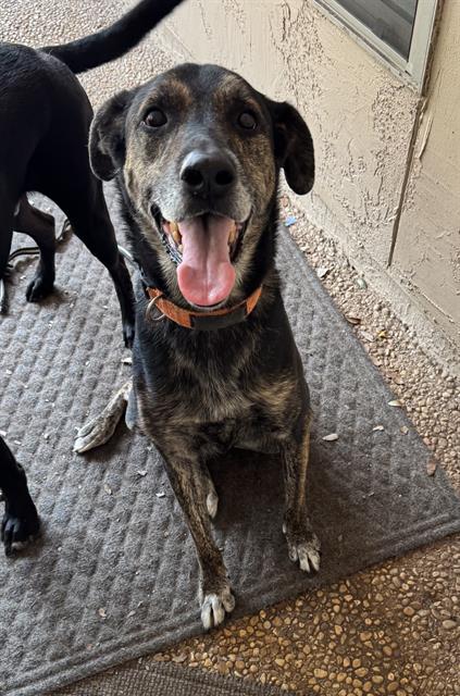 adoptable Dog in San Antonio, TX named ODIN
