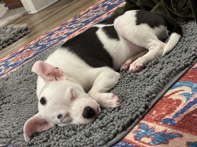 adoptable Dog in San Antonio, TX named CRISTAL