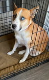 adoptable Dog in  named FRANKIE