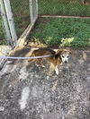 adoptable Dog in  named CHICA