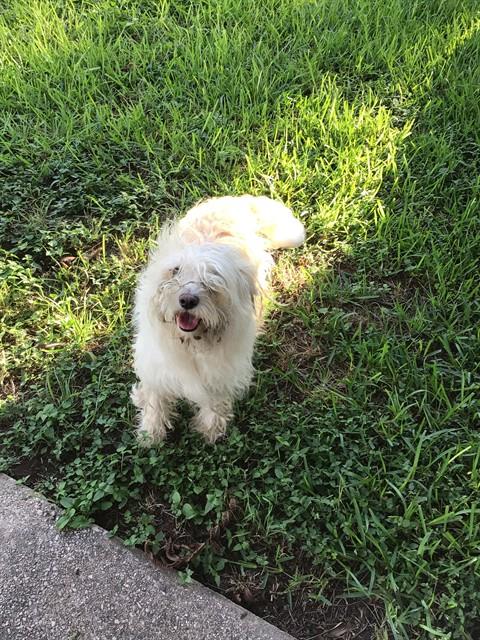 adoptable Dog in San Antonio, TX named BELLA