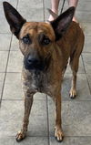 adoptable Dog in  named DOOBSTER