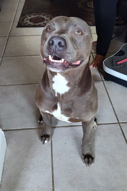 adoptable Dog in San Antonio, TX named SHADOW