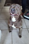 adoptable Dog in  named SHADOW