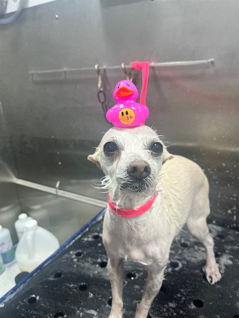 adoptable Dog in San Antonio, TX named PINKY