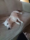 adoptable Dog in  named MOCHA