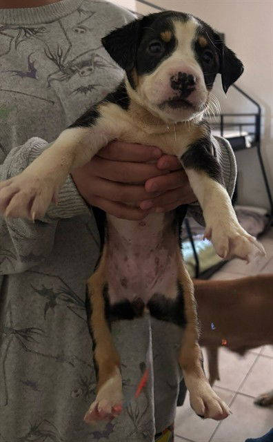 adoptable Dog in San Antonio, TX named TRIXIE