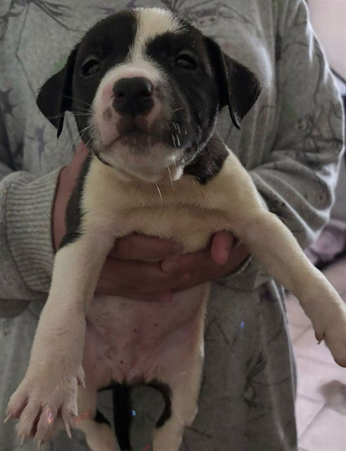 adoptable Dog in San Antonio, TX named CALYPSO