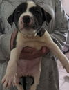 adoptable Dog in  named CALYPSO