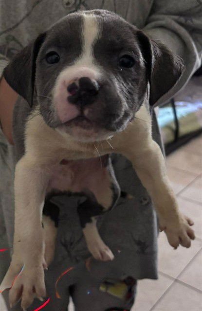 adoptable Dog in San Antonio, TX named BLUEY